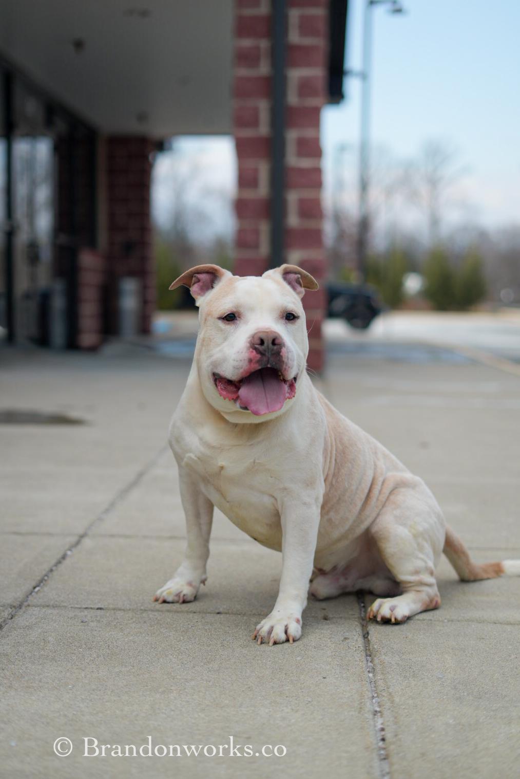 Blizzard, a ADOPTABLE mixed breed in Stafford, VA image 6/6