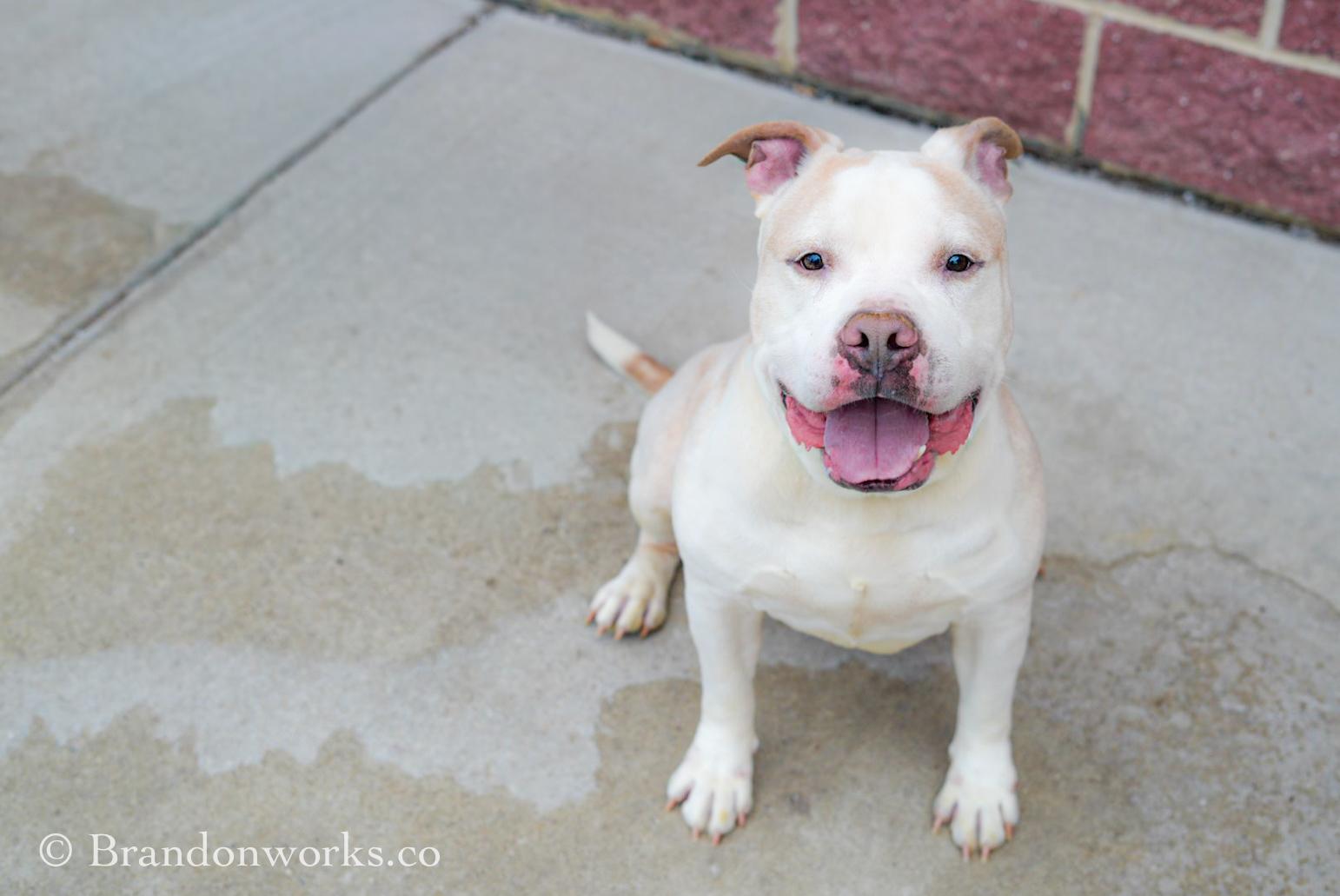 Blizzard, a ADOPTABLE mixed breed in Stafford, VA image 2/6