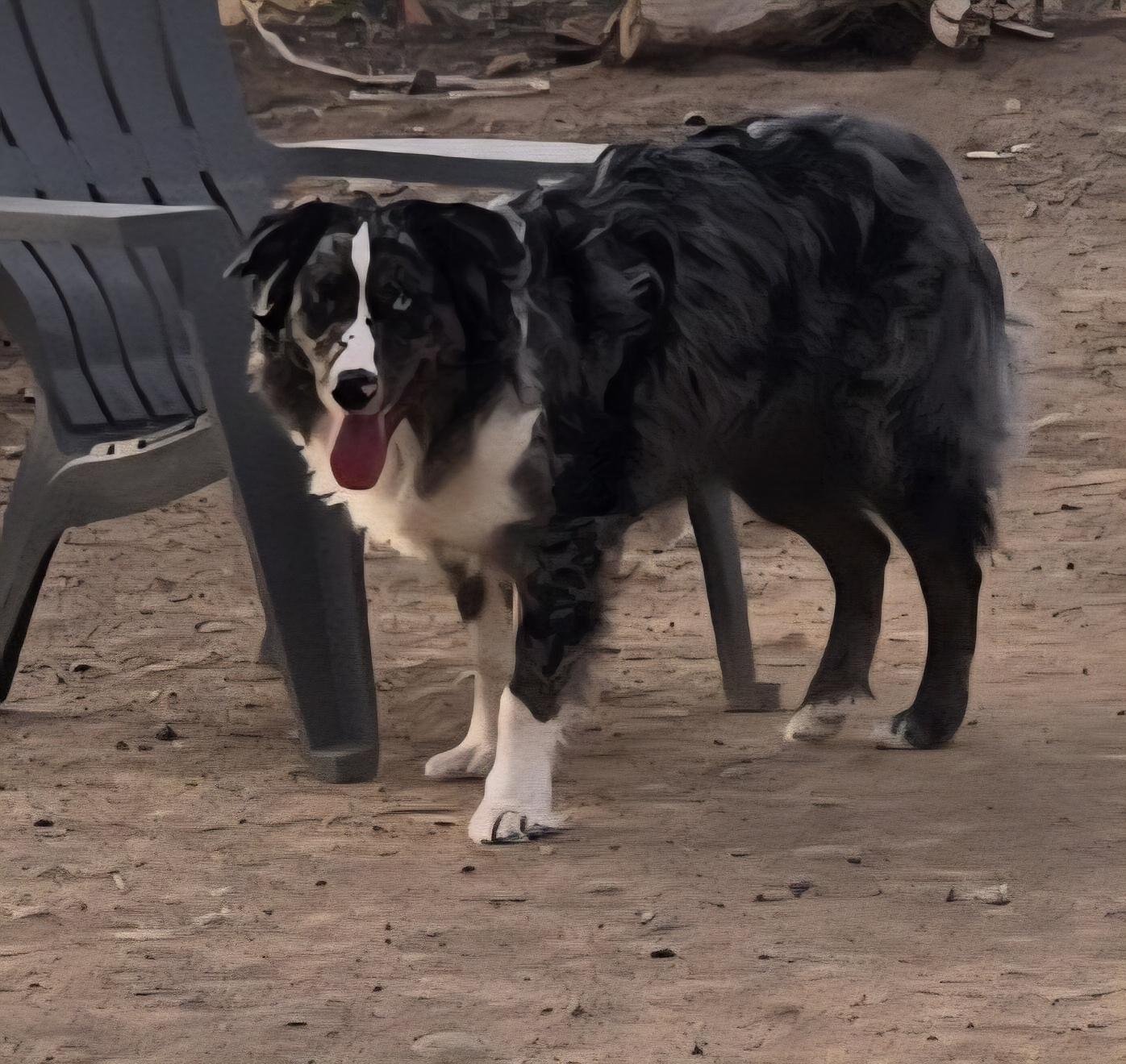 Enlarge **ASHER, a ADOPTABLE Australian Shepherd in Peralta, NM image 2/6