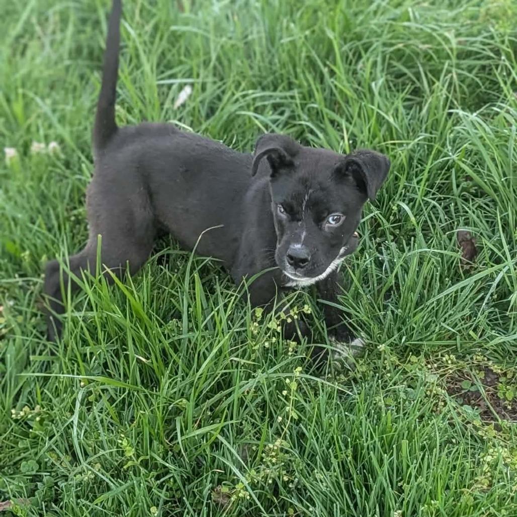 Enlarge Cosmo, a Adoptable Mixed Breed in Melbourne, KY image 1/1