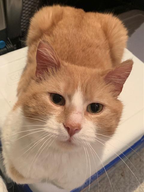 Enlarge Milton, an adopted mixed breed in Pickering, ON image 2/2