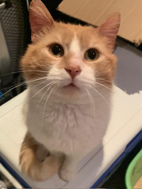 Milton, adopted, Adult Male Domestic Short Hair.