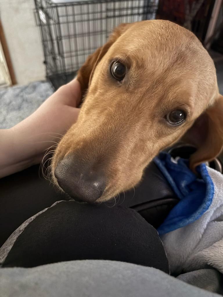 Duke, Adopted, Adult Male Poodle & Golden Retriever.