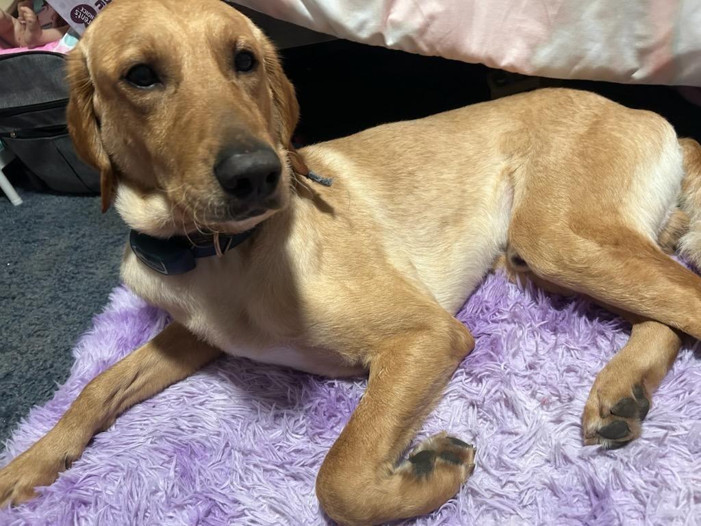 Enlarge Duke, a Adopted mixed breed in Richland Hills, TX image 2/2