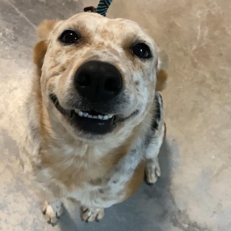 Enlarge Buffy, a ADOPTABLE mixed breed in Marfa, TX image 3/6