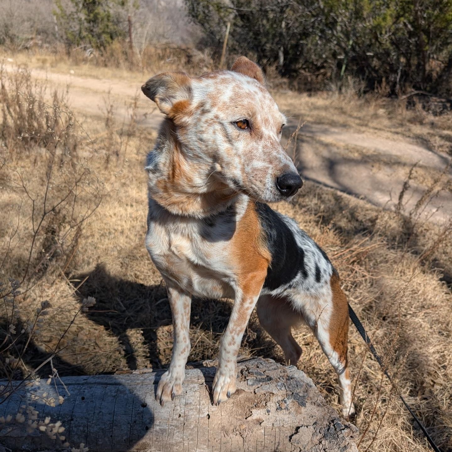 Enlarge Buffy, a ADOPTABLE mixed breed in Marfa, TX image 6/6