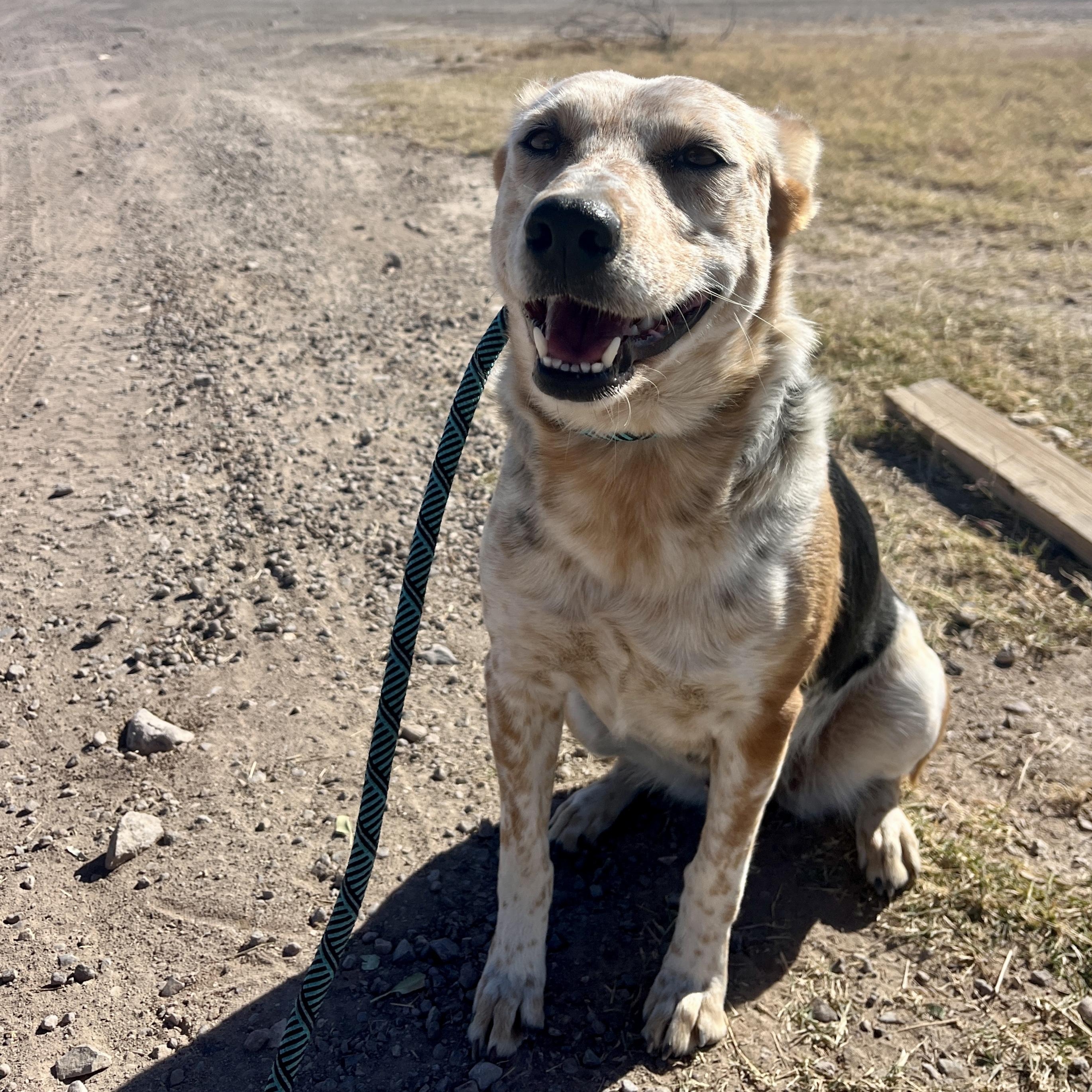 Enlarge Buffy, a ADOPTABLE mixed breed in Marfa, TX image 2/6