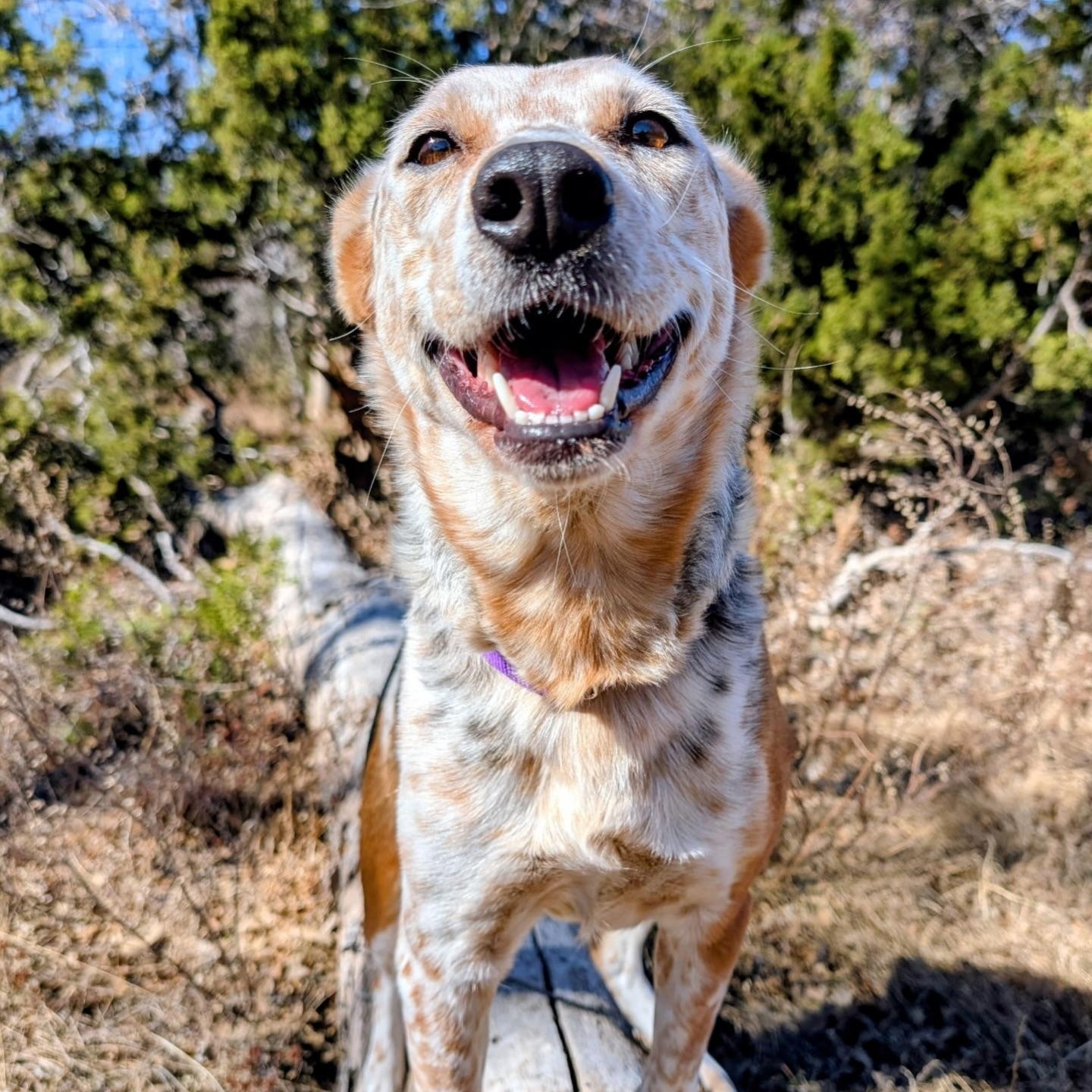 Enlarge Buffy, a ADOPTABLE mixed breed in Marfa, TX image 1/6