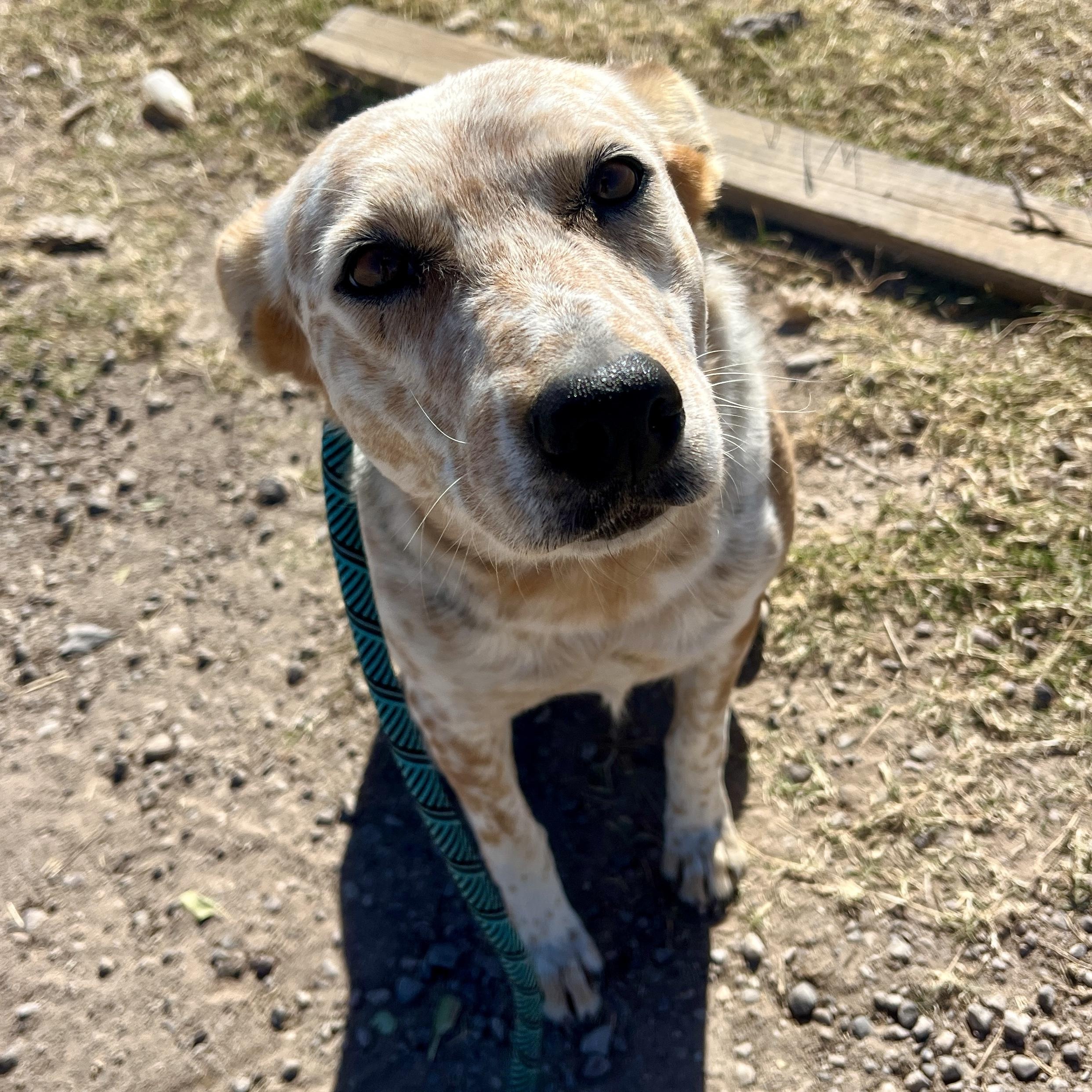 Enlarge Buffy, a ADOPTABLE mixed breed in Marfa, TX image 5/6