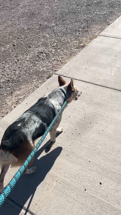 Enlarge Buffy, a ADOPTABLE mixed breed in Marfa, TX video 4/6