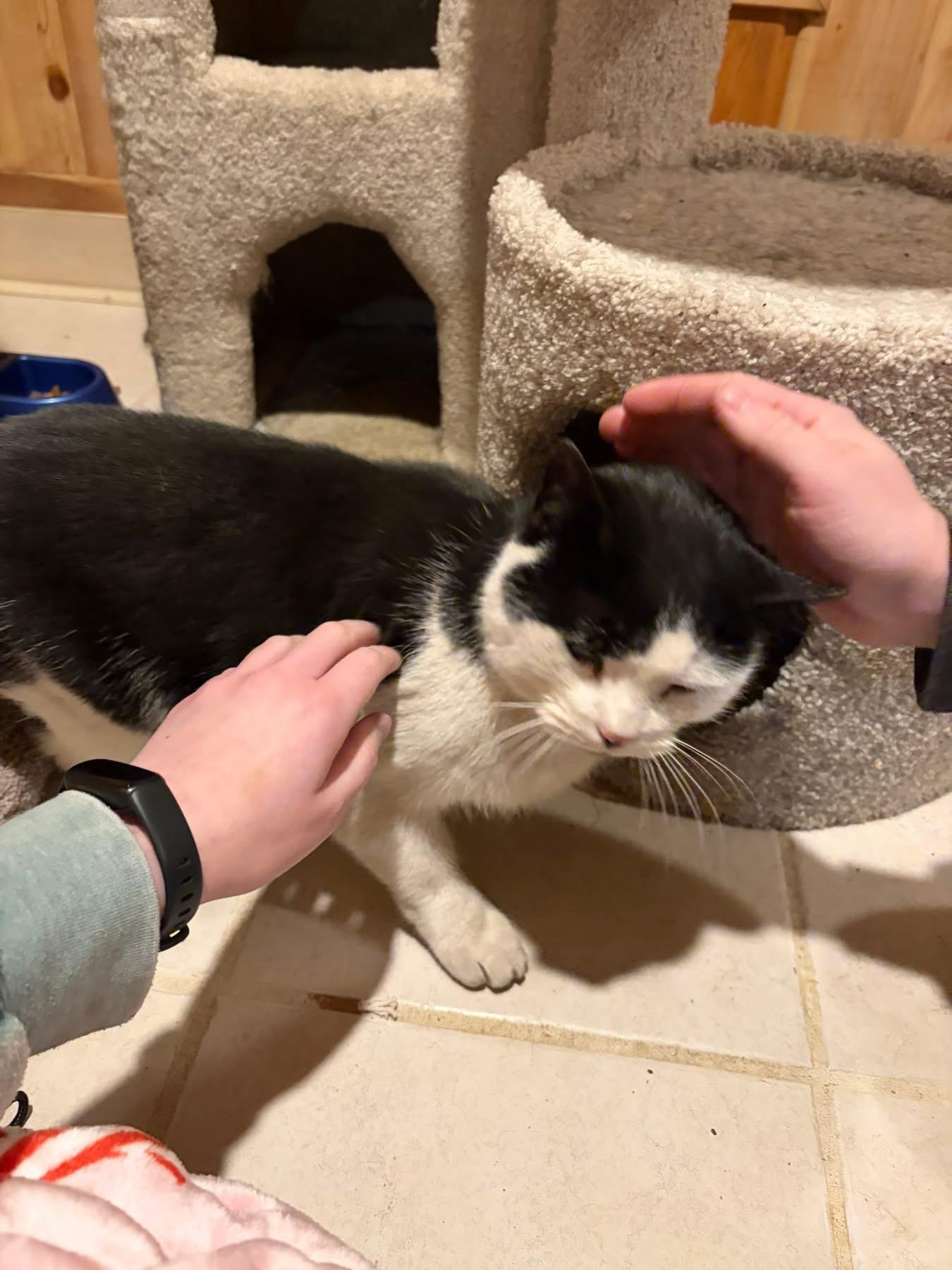 Enlarge Sherlock, a ADOPTABLE Domestic Short Hair in Troy, NY image 3/3