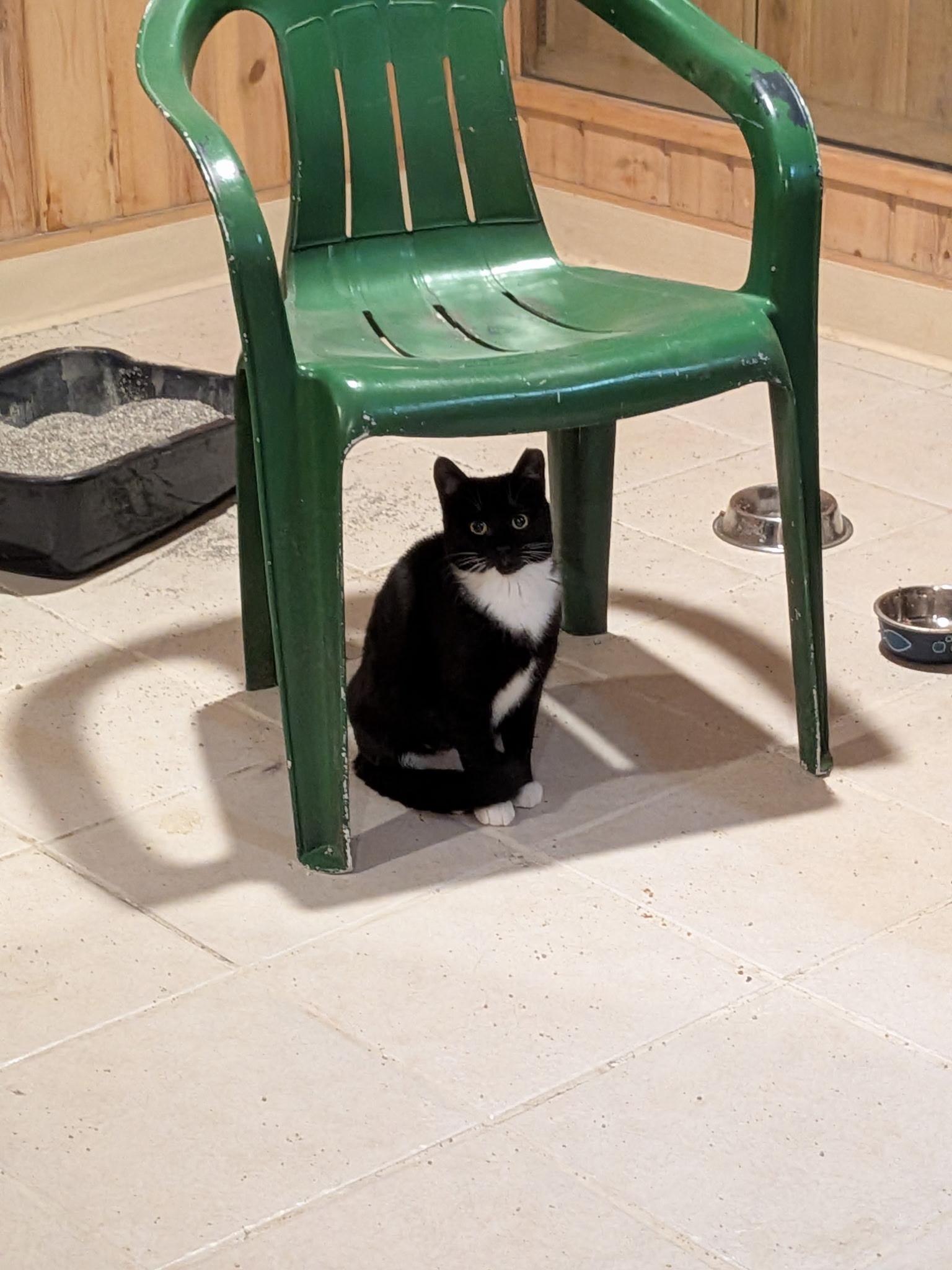 Enlarge Sherlock and Penny, a ADOPTABLE Domestic Short Hair in Troy, NY image 4/4