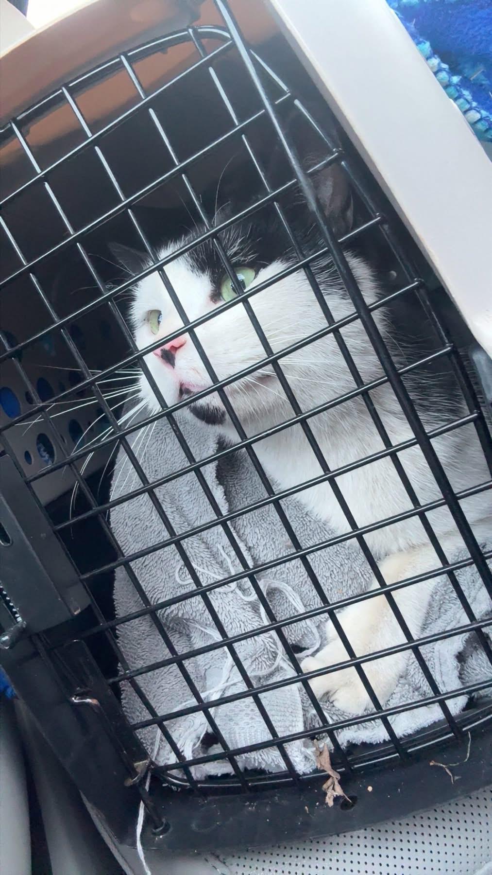 Sherlock, ADOPTABLE, Adult Male Domestic Short Hair.