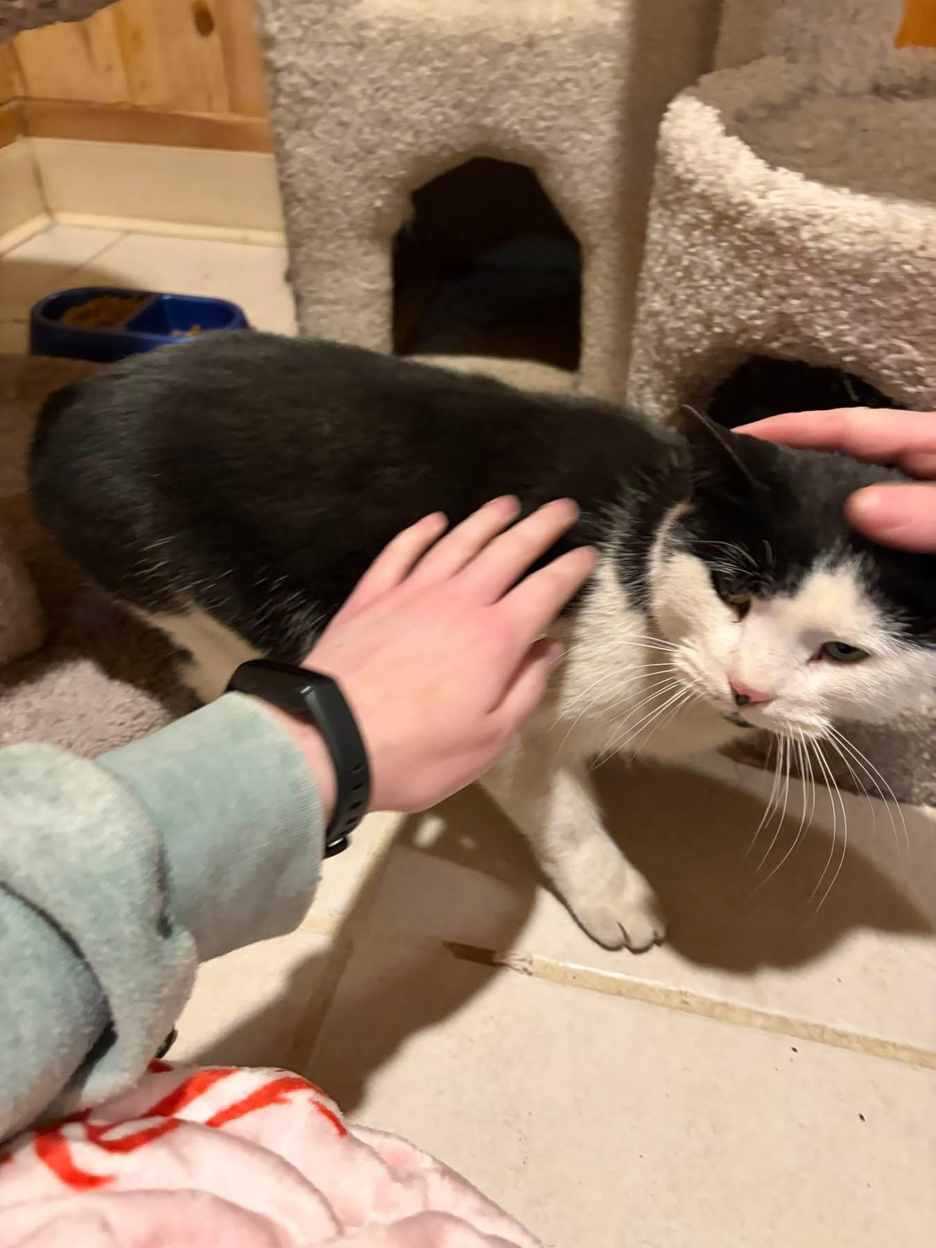 Enlarge Sherlock, a ADOPTABLE Domestic Short Hair in Troy, NY image 2/3