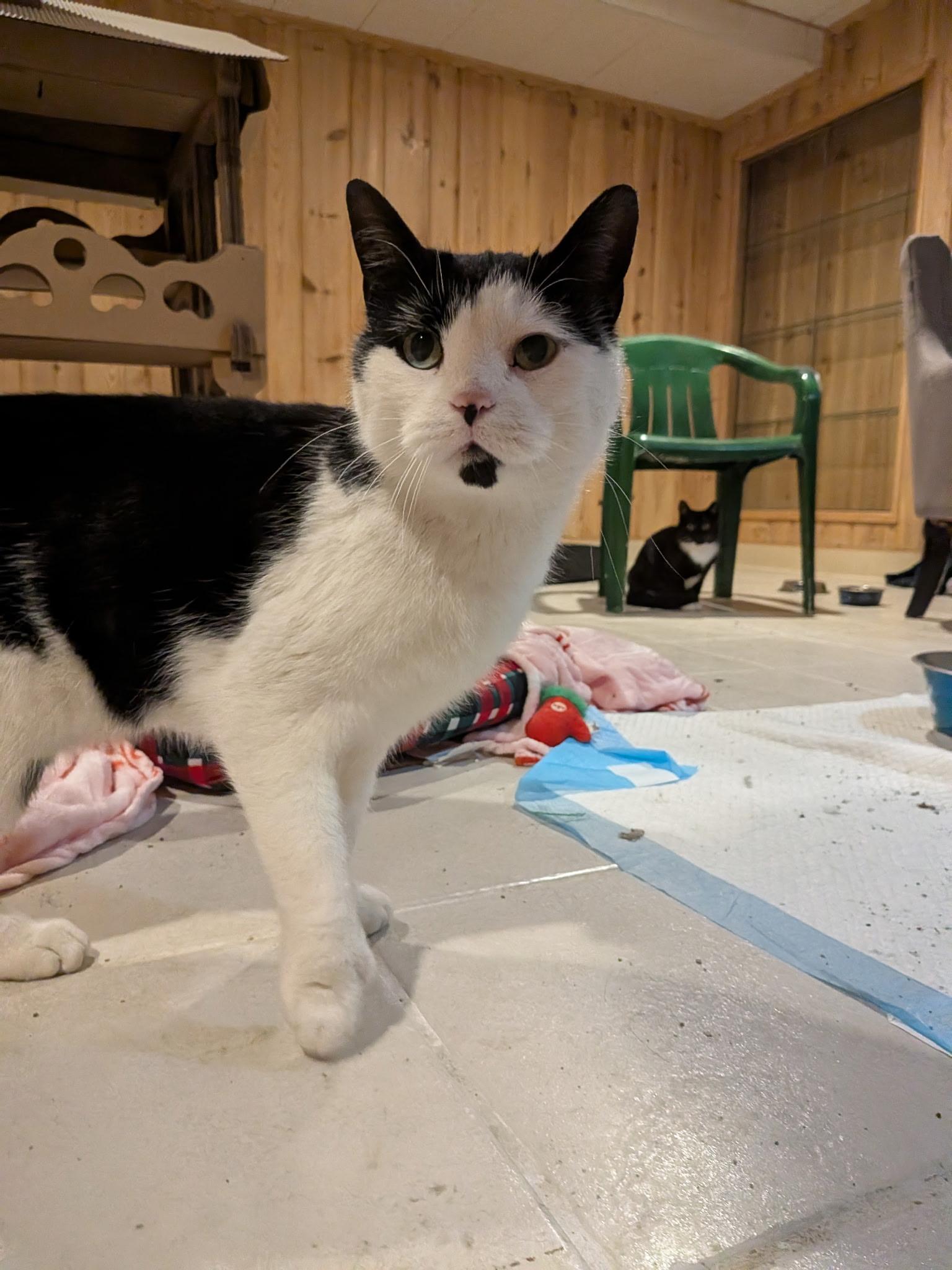 Enlarge Sherlock and Penny, a ADOPTABLE Domestic Short Hair in Troy, NY image 1/4