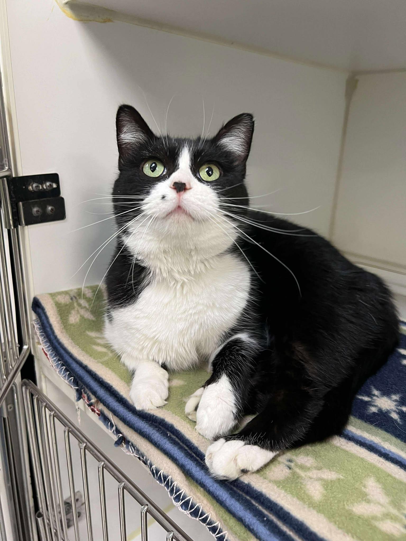 Enlarge Foo Foo (Fully Sponsored!), an adoptable mixed breed in Leitchfield, KY image 1/2