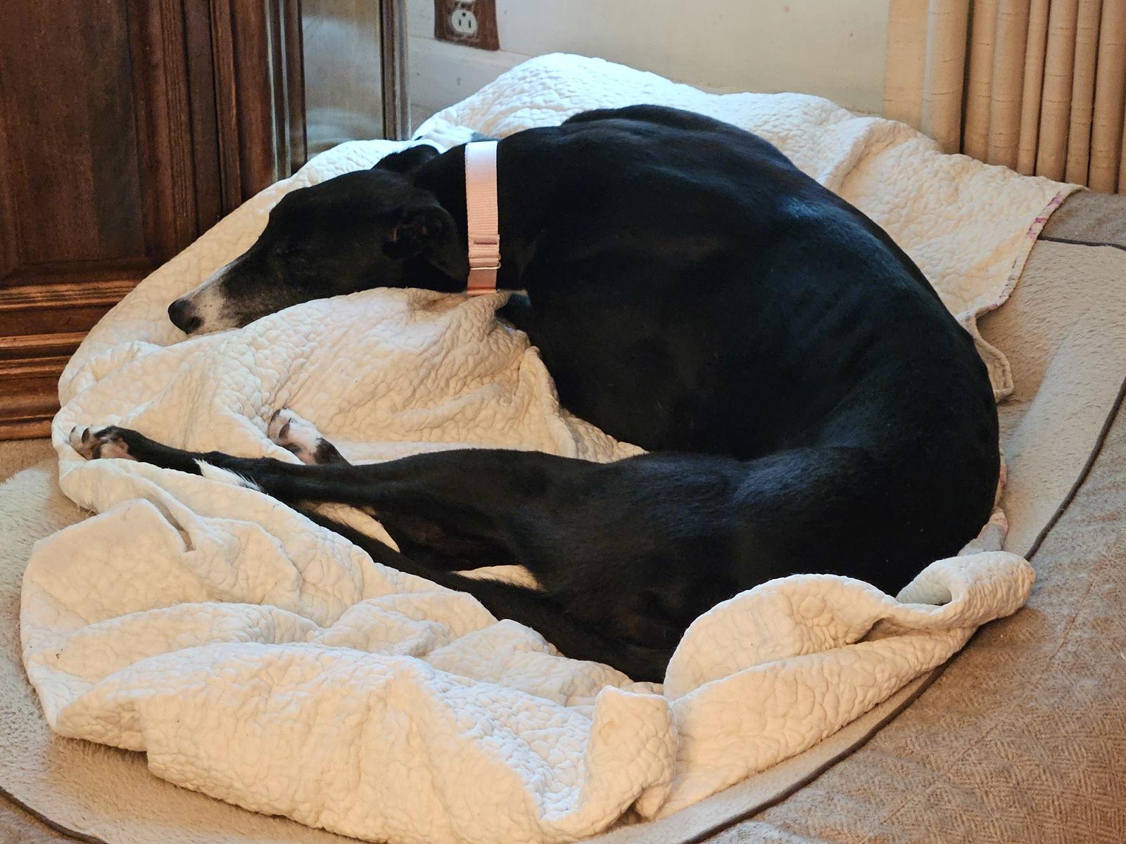 Lisbon, Adopted, Young Female Greyhound.