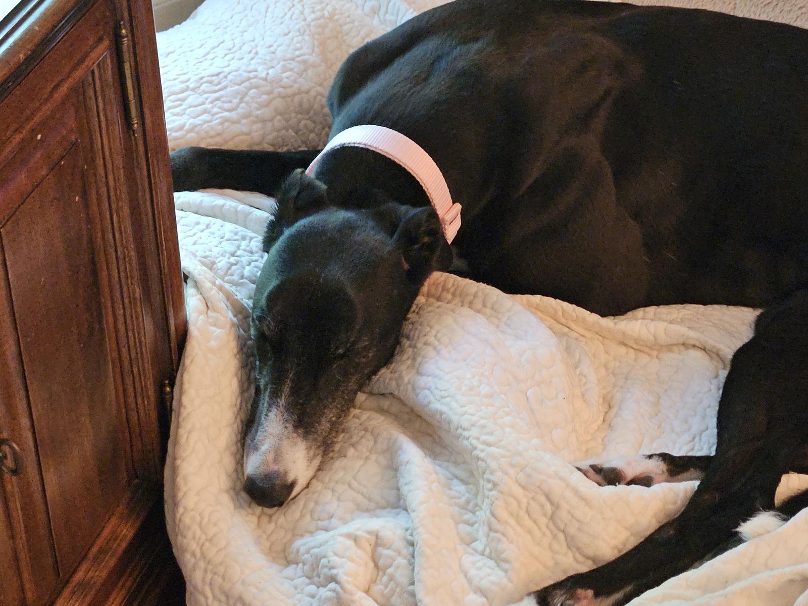 Enlarge Lisbon, a Adopted Greyhound in Kansas City, MO image 2/2