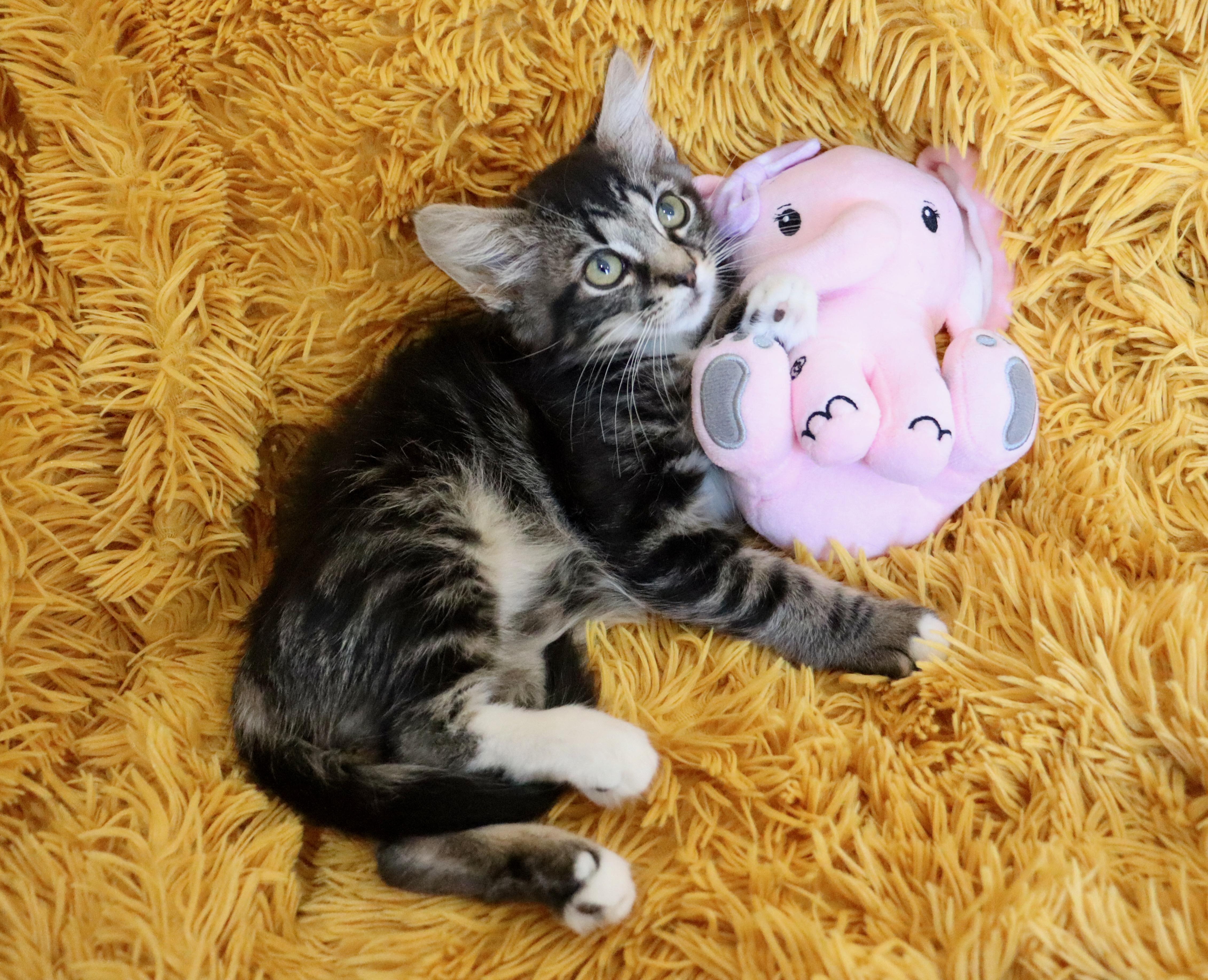 Enlarge Lyla, an adopted mixed breed in Saint Augustine, FL image 5/6