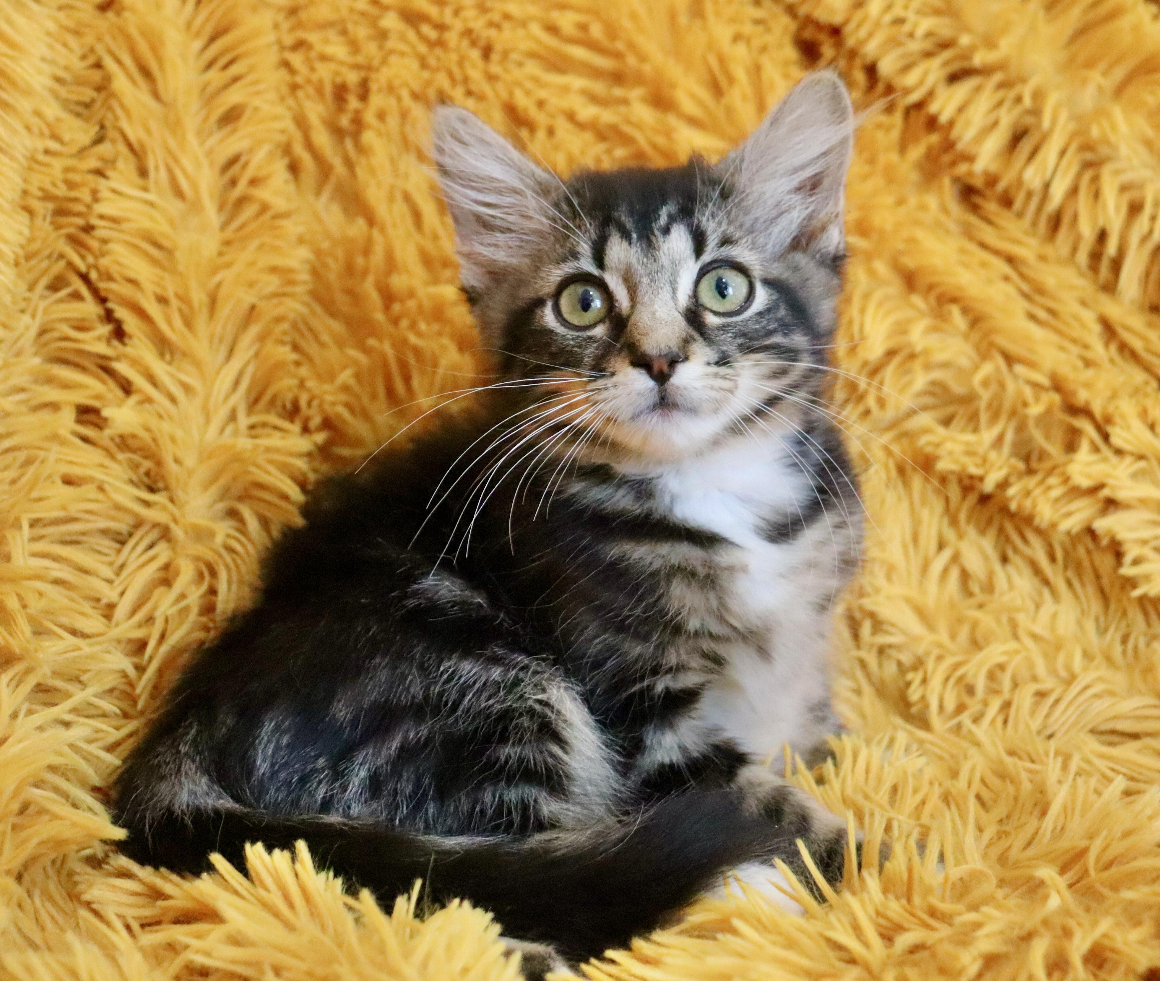 Enlarge Lyla, an adopted mixed breed in Saint Augustine, FL image 4/6