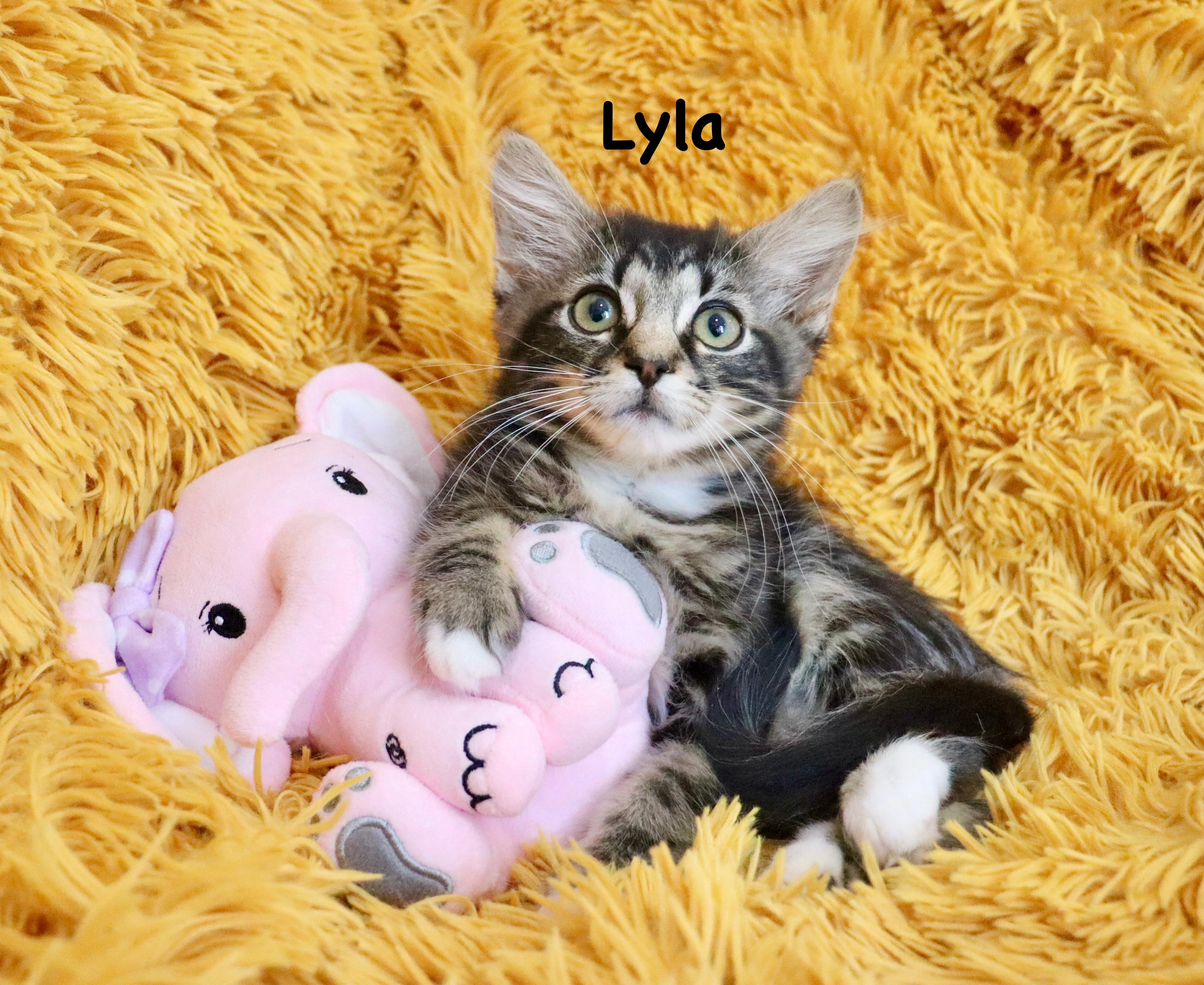 Enlarge Lyla, an adopted mixed breed in Saint Augustine, FL image 1/6