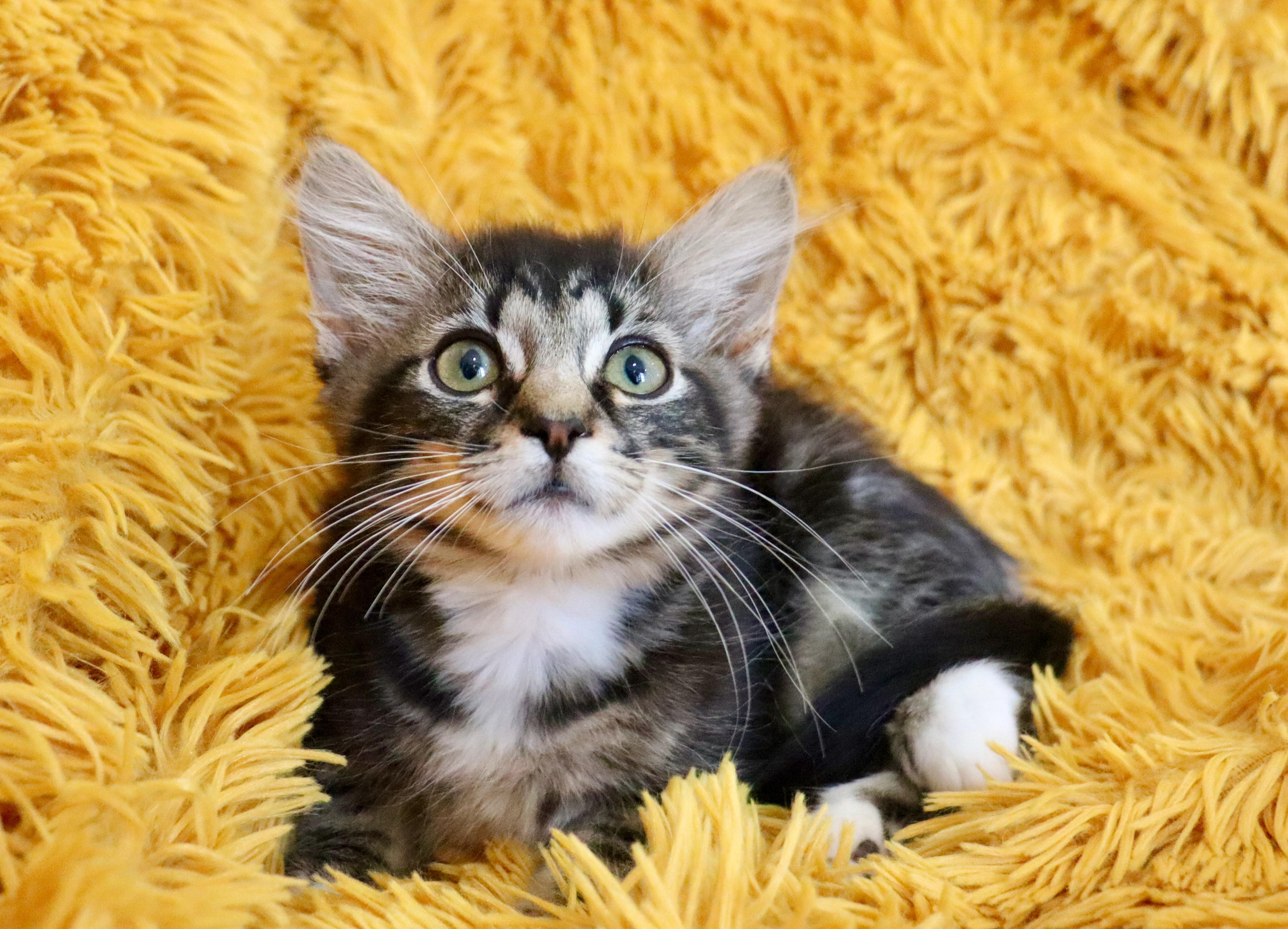 Enlarge Lyla, an adopted mixed breed in Saint Augustine, FL image 2/6