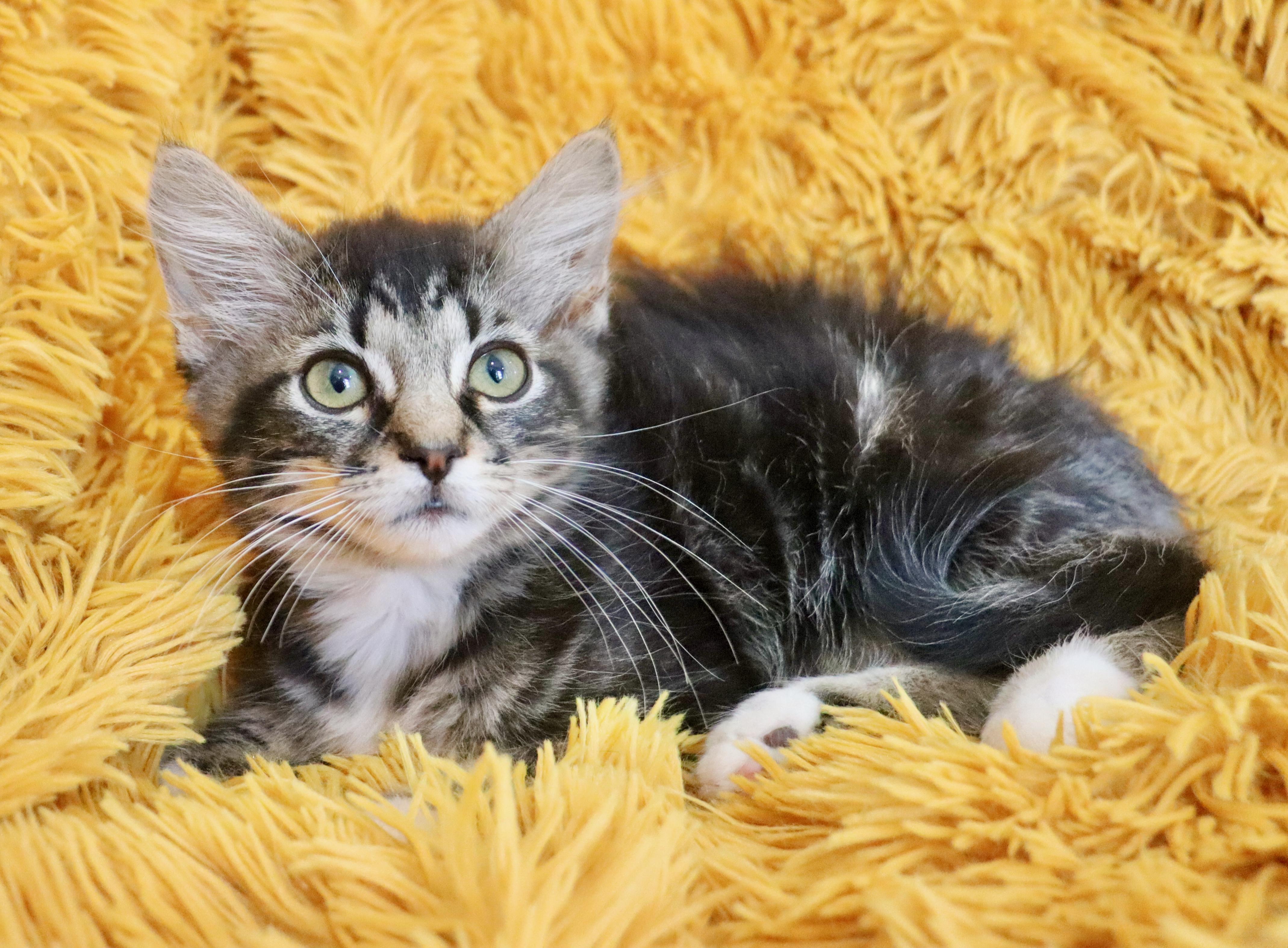 Enlarge Lyla, an adopted mixed breed in Saint Augustine, FL image 6/6