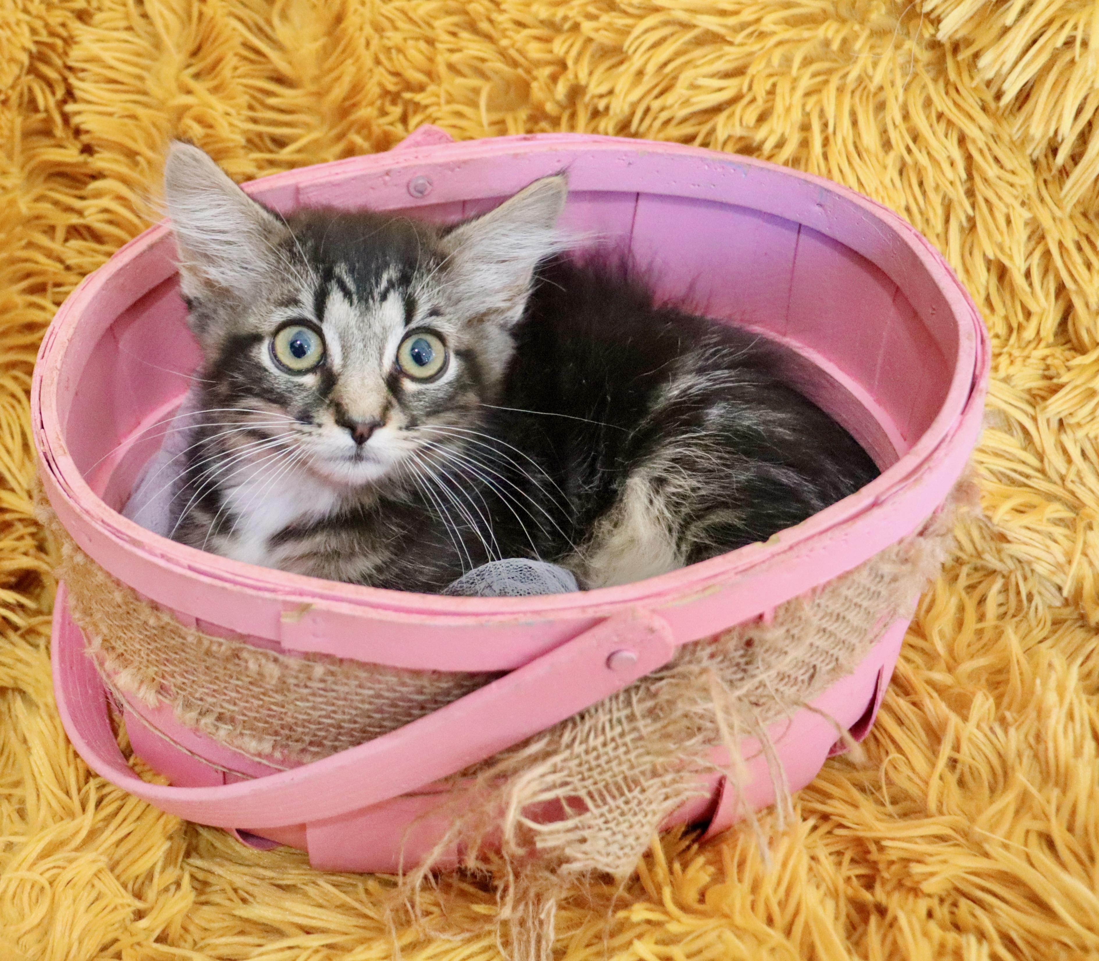 Enlarge Lyla, an adopted mixed breed in Saint Augustine, FL image 3/6