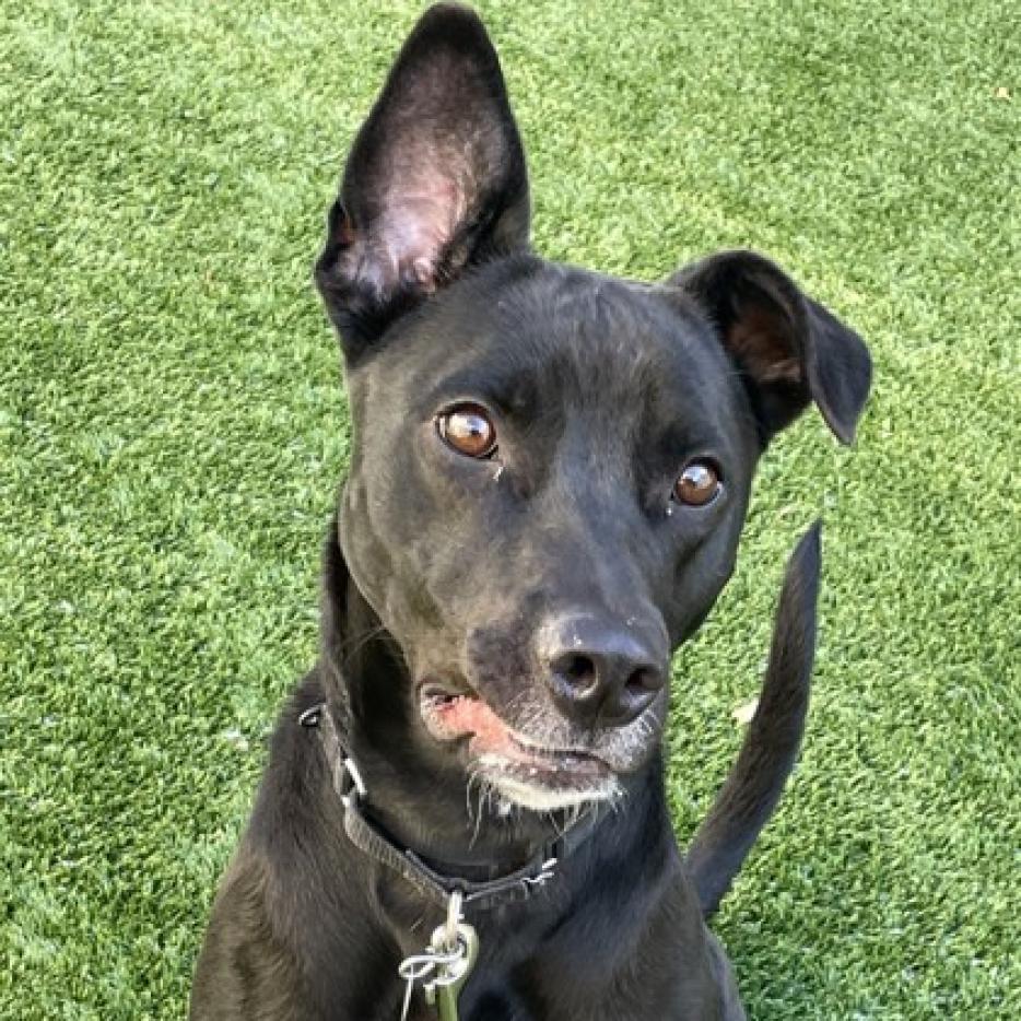 Ducky, Adoptable, Adult Female Labrador Retriever & Mixed Breed.
