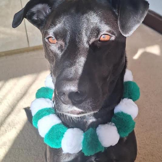 Enlarge Ducky, a Adoptable mixed breed in Oak Park, IL image 1/6