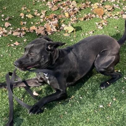 Enlarge Ducky, a Adoptable mixed breed in Oak Park, IL image 2/6