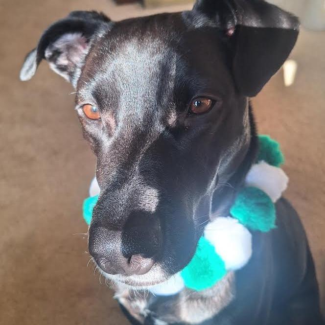 Ducky, a Adoptable mixed breed in Oak Park, IL image 2/6