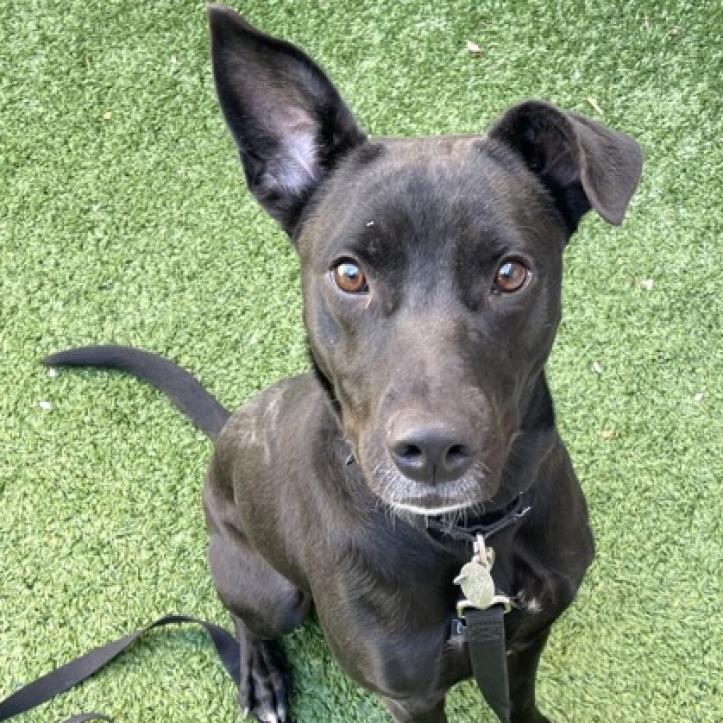 Enlarge Ducky, a Adoptable mixed breed in Oak Park, IL image 3/6