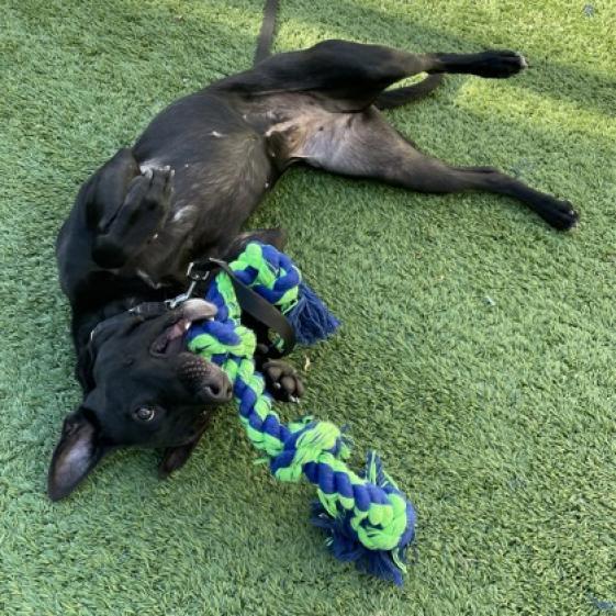Enlarge Ducky, a Adoptable mixed breed in Oak Park, IL image 4/6