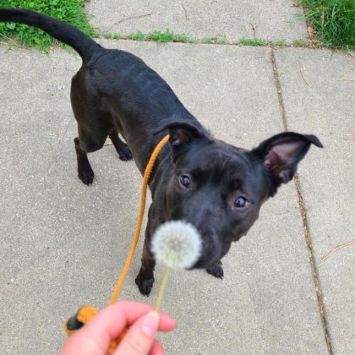 Enlarge Ducky, a Adoptable mixed breed in Oak Park, IL image 5/6