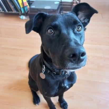 Enlarge Ducky, a Adoptable mixed breed in Oak Park, IL image 6/6