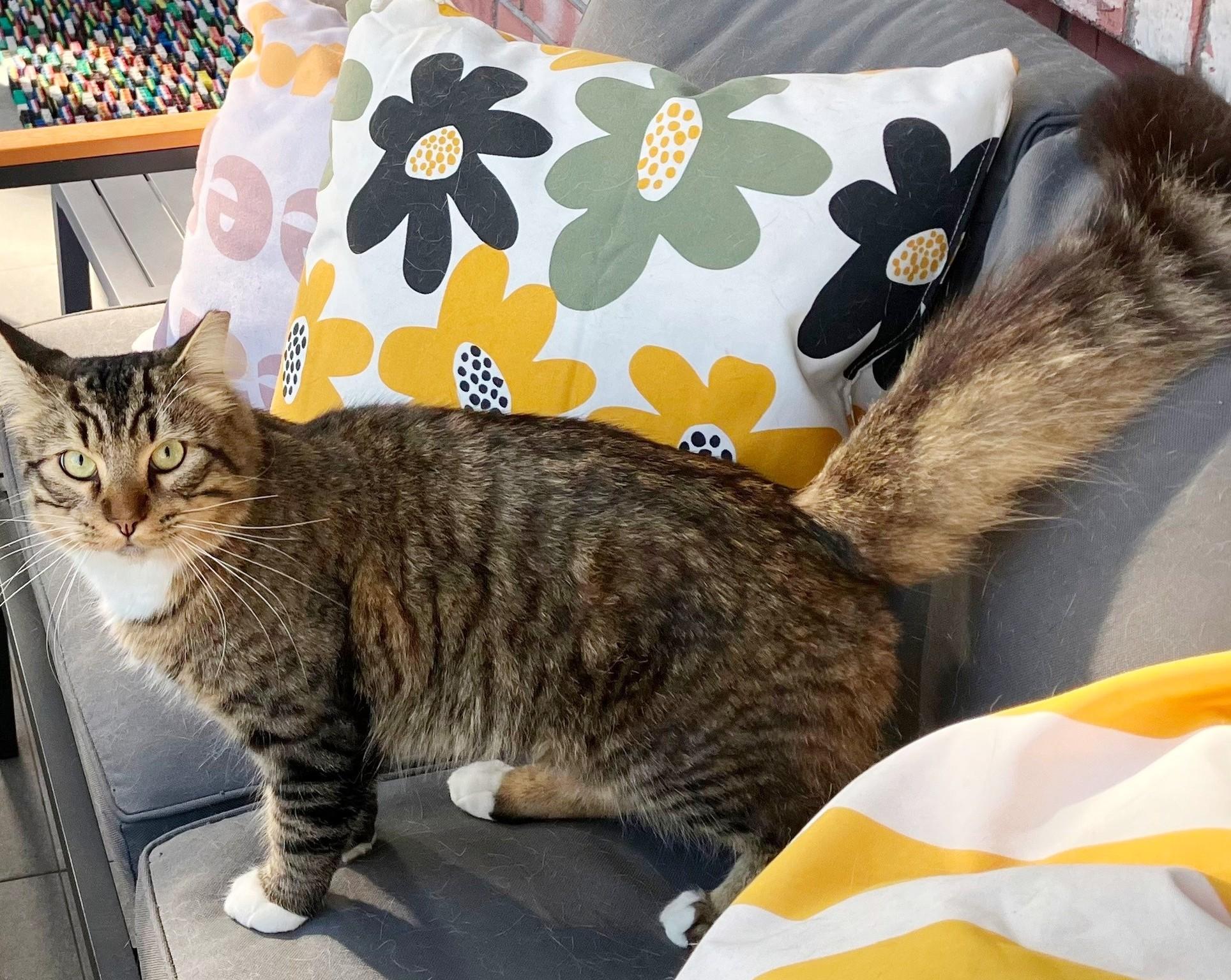 Bocephus, adopted, Adult Male American Shorthair.