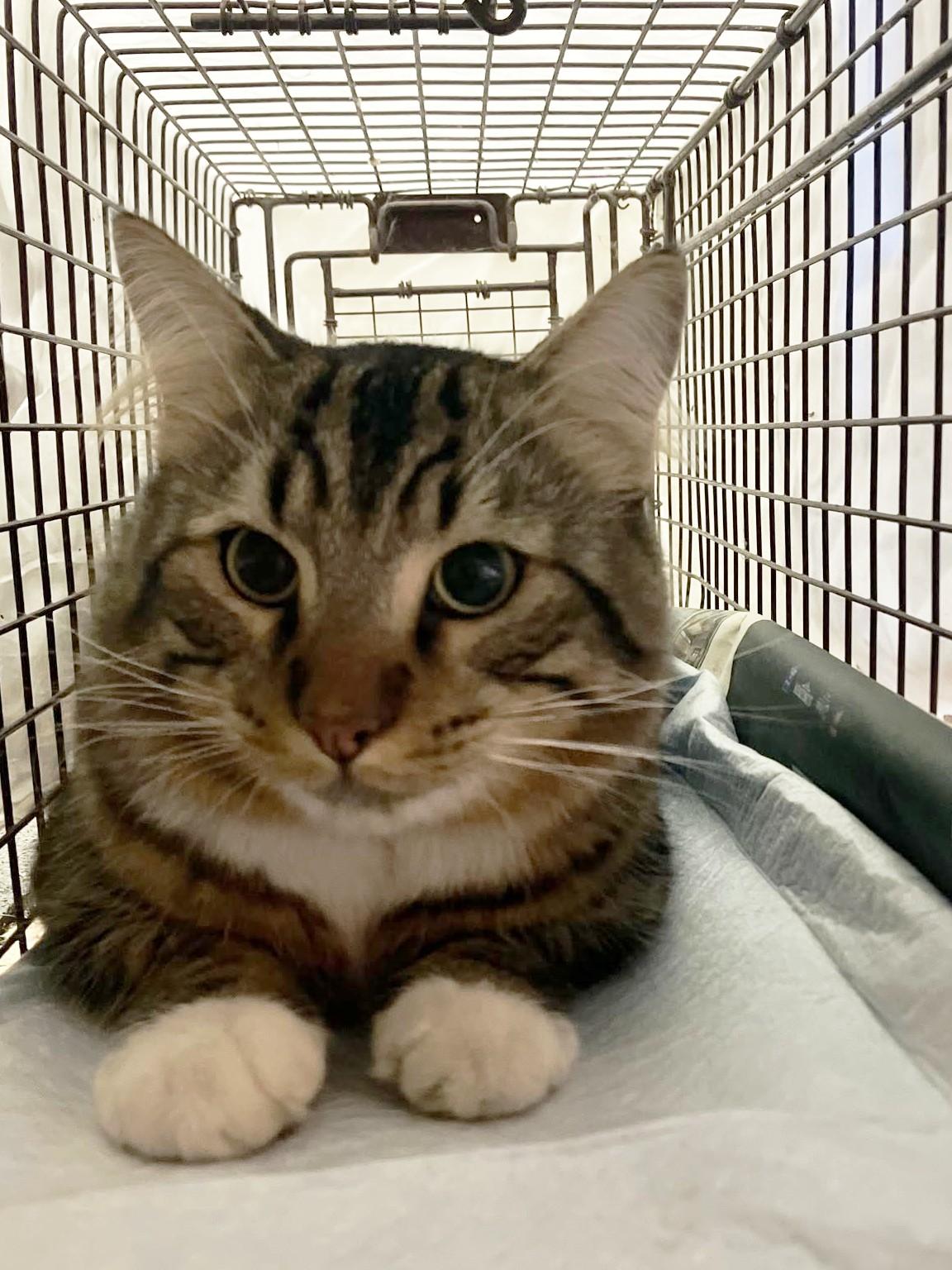 Enlarge Bocephus, an adopted American Shorthair in Lakeland, FL image 3/4