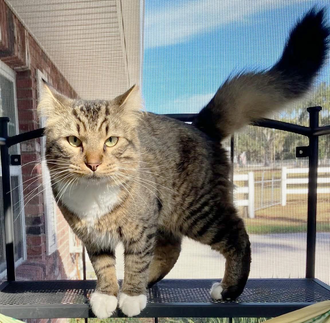 Enlarge Bocephus, an adopted American Shorthair in Lakeland, FL image 4/4