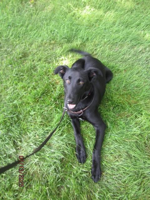 Tally (was Miss Trooper), a Adopted mixed breed in Homer Glen, IL image 1/3
