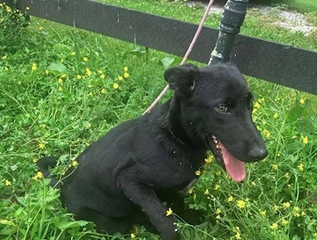 Tally (was Miss Trooper), a Adopted mixed breed in Homer Glen, IL image 2/3
