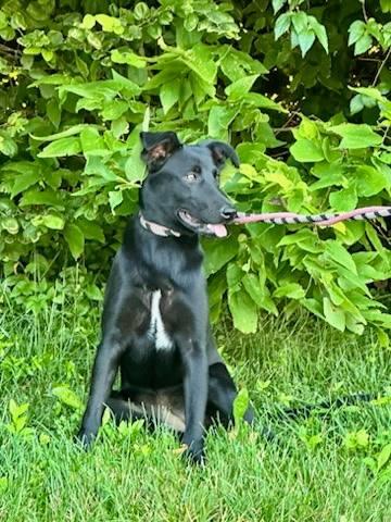 Tally (was Miss Trooper), a Adopted mixed breed in Homer Glen, IL image 3/3