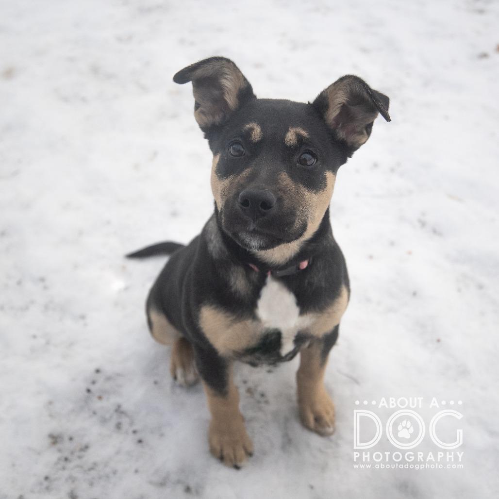 Merry, Adoptable, Puppy Female Husky.
