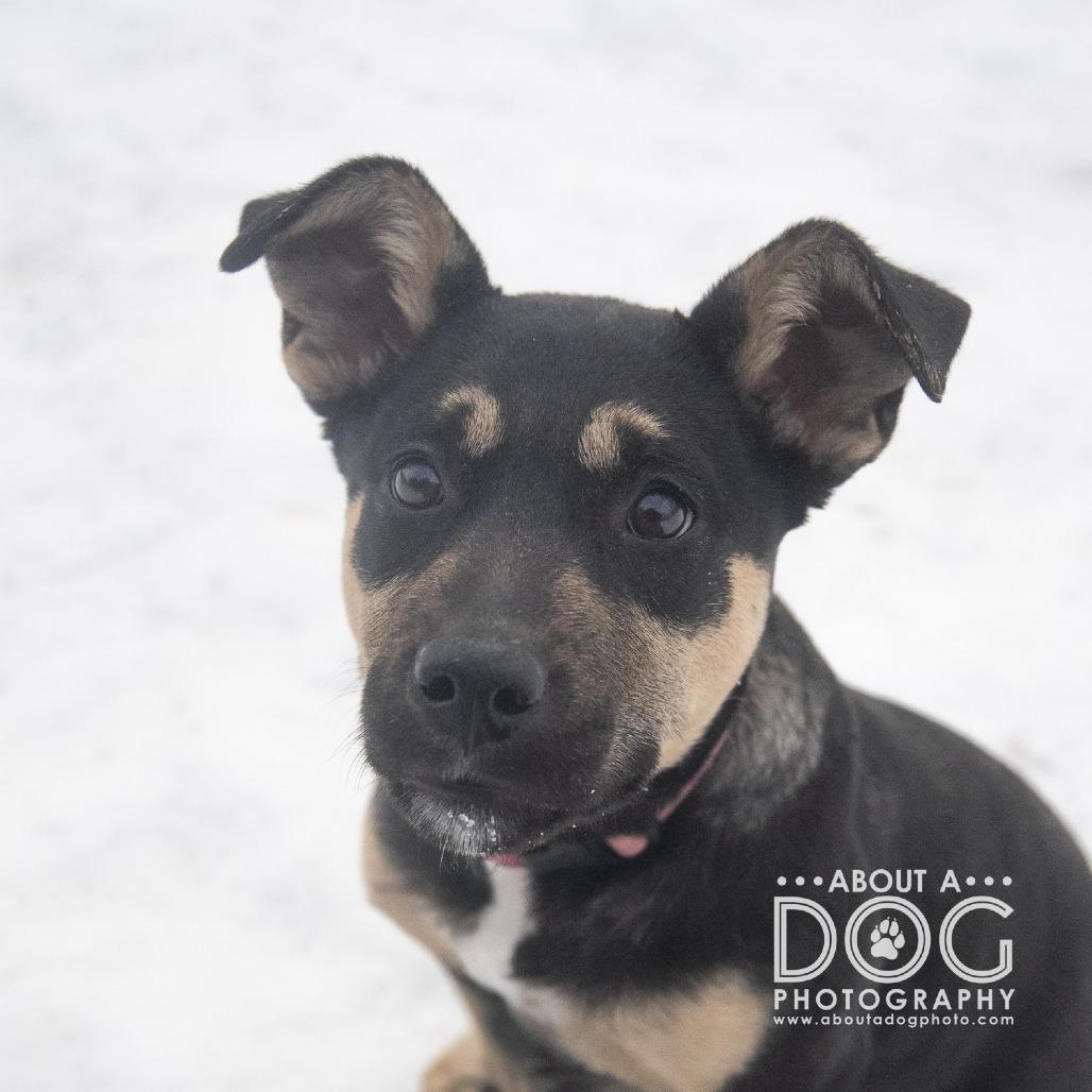 Enlarge Merry, a Adoptable mixed breed in Saint Cloud, MN image 2/3