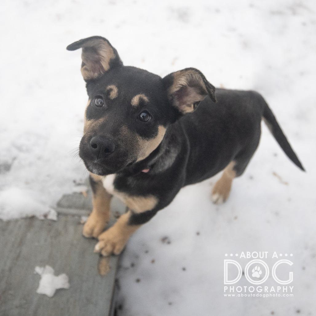 Enlarge Merry, a Adoptable mixed breed in Saint Cloud, MN image 3/3