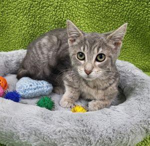 Enlarge Bessie, a ADOPTABLE Domestic Short Hair in Bucyrus, OH image 2/3