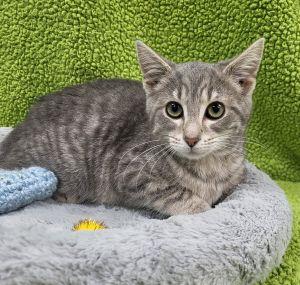 Enlarge Bessie, a ADOPTABLE Domestic Short Hair in Bucyrus, OH image 1/3