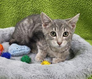 Enlarge Bessie, a ADOPTABLE Domestic Short Hair in Bucyrus, OH image 3/3