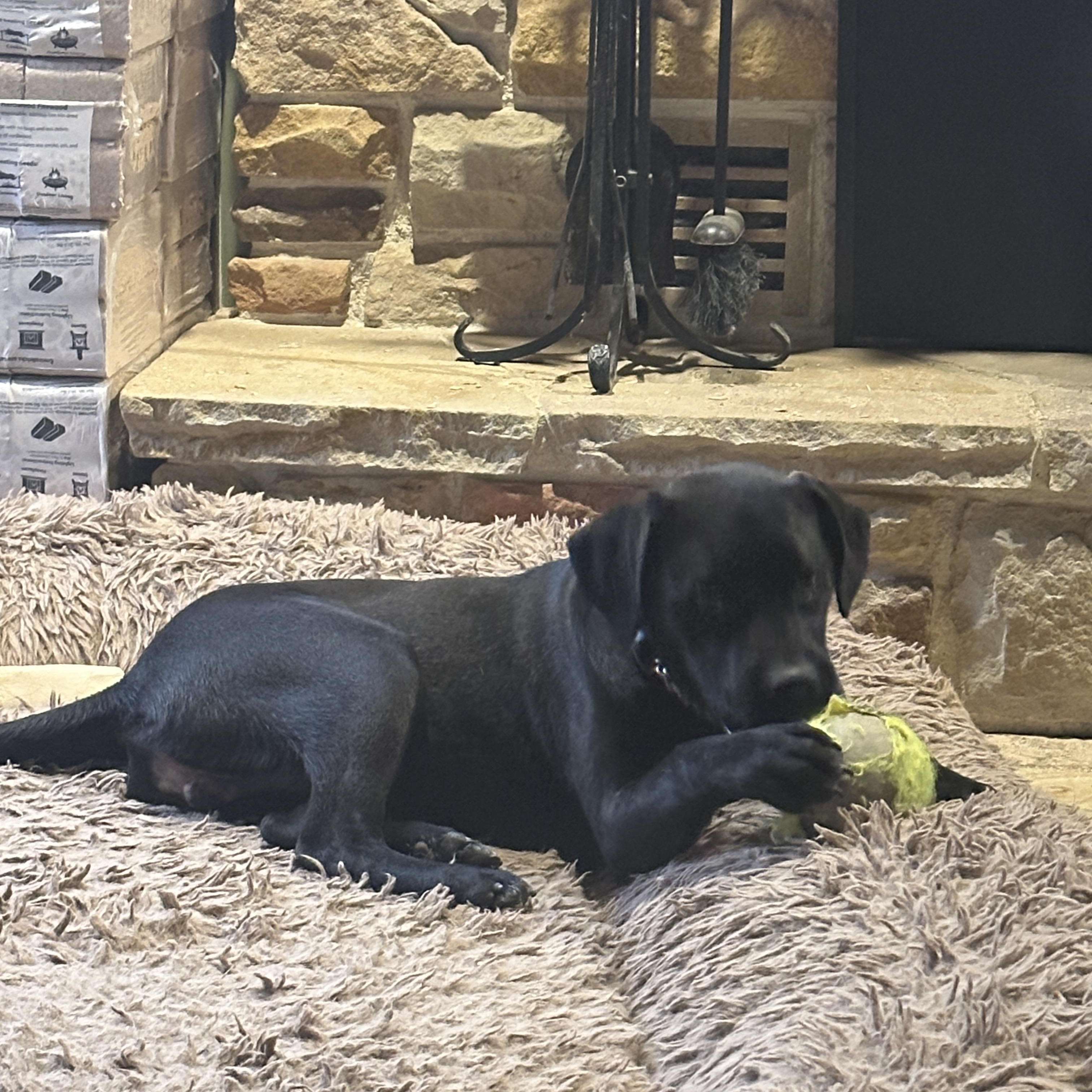 Thumper, Adoptable, Young Male Black Labrador Retriever.