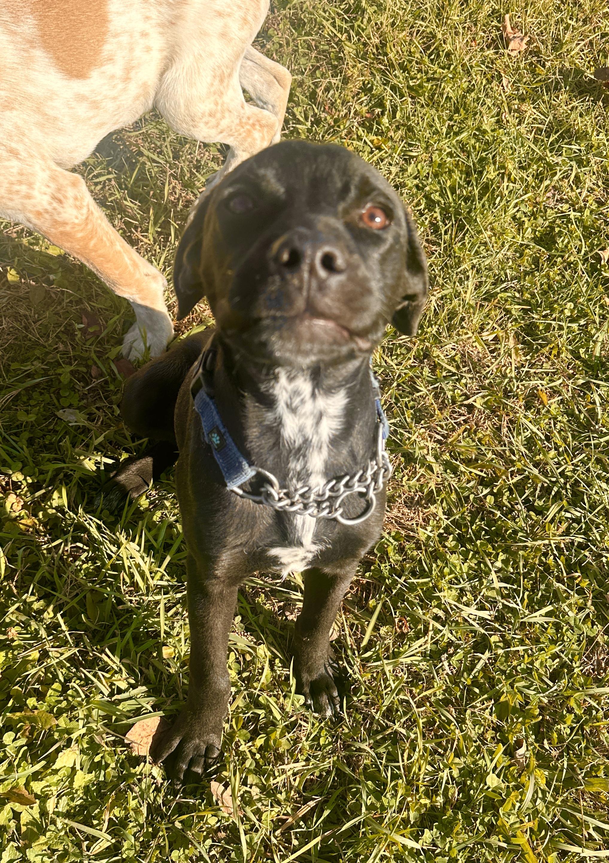 Thumper, Adoptable, Young Male Black Labrador Retriever.